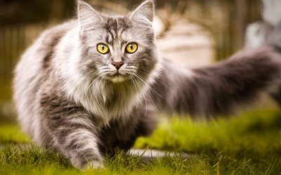 Maine Coon, gramado, fofo gato, animais fofos, cinza Maine Coon, animais de estima&#231;&#227;o, gatos, os gatos dom&#233;sticos