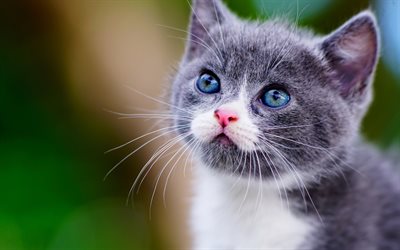 little cute gray kitten, blue eyes, pets, British shorthair cat, kittens