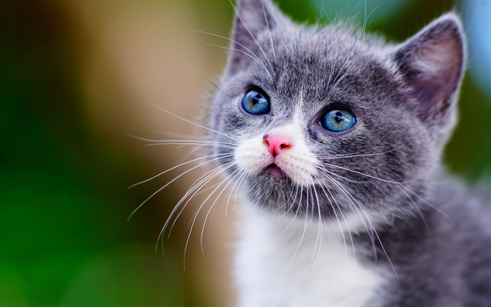 poco lindo gatito gris, ojos azules, mascotas, gato Brit&#225;nico de pelo corto, los gatitos