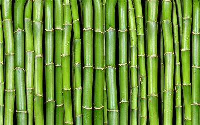 green bamboo texture, macro, bambusoideae sticks, close-up, bamboo textures, bamboo canes, bamboo sticks, green wooden background, horizontal bamboo texture, bamboo