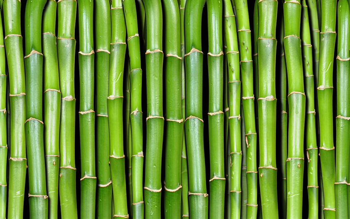 yeşil bambu doku, makro, bambusoideae sopa, yakın, bambu dokular, bambu kamışı, bambu sopa, yeşil ahşap arka plan, yatay bambu doku, bambu