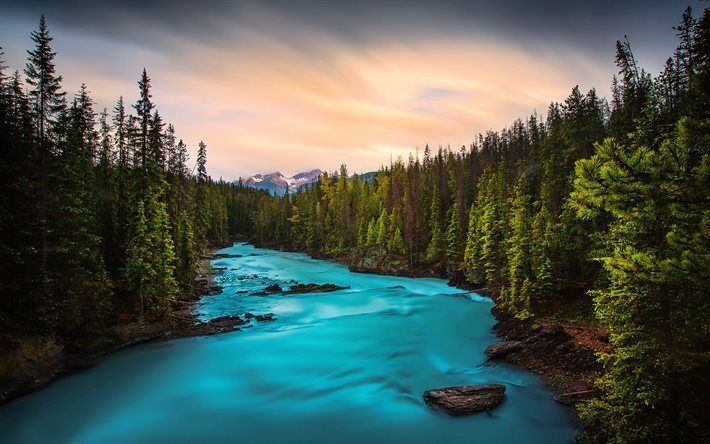 skogen, river, berg river, sunset, Yoho National Park, British Columbia, Kanada