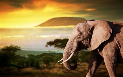 الفيل, أفريقيا, الحياة البرية, غروب الشمس, الفيلة