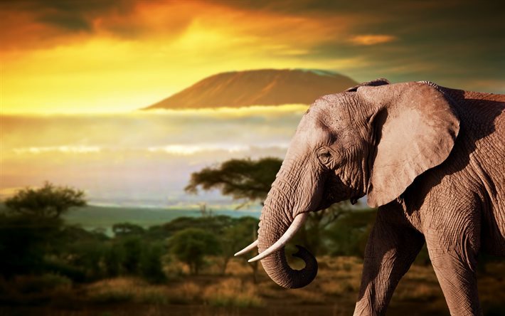 ゾウ, アフリカ, 野生動物, 夕日