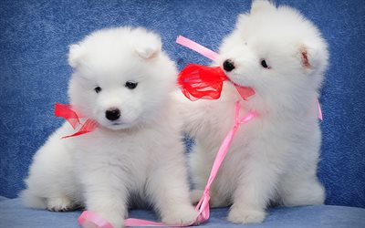 Samoiedo, peloso bianco cuccioli, cani, coppia, bianchi e piccoli cani, cuccioli