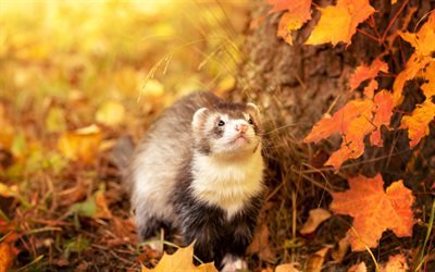 Ferret, autumn, bokeh, cute animals, wildlife, Mustela putorius furo