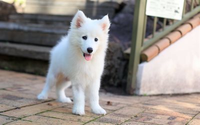 Samoyed, Filhote de cachorro, animais de pequeno porte, 4k, pequeno c&#227;o branco, animais de estima&#231;&#227;o, fofo filhotes