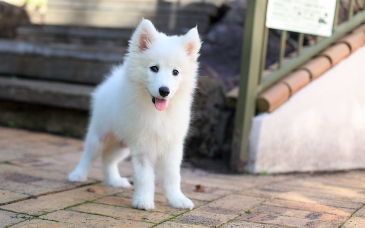Samoyed, Puppy, small animals, 4k, white small dog, pets, fluffy puppies