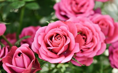 rosas cor-de-rosa, close-up, roseira, flores cor de rosa, rosas