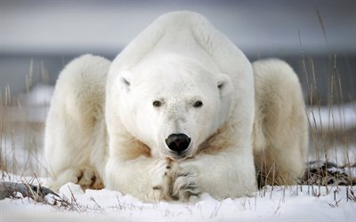 l&#39;orso polare invernale, animali, neve, predatore, orso