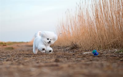 Bichon Frise, fluffy white dog, decorative dogs, pets, cute dogs