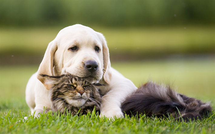 labrador, friendship, puppy, kitten, cute animals, pets, cats, dogs, golden retriever