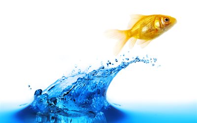 goldfish, 4k, water, splash, jump, aquarium
