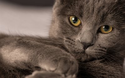 gray cat, domestic cat, British shorthair cat, look, big eyes