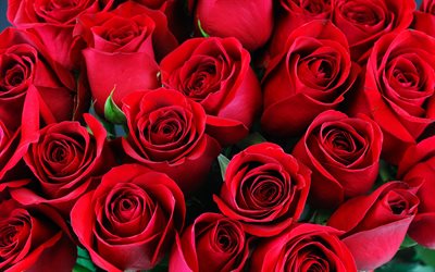 الورود الحمراء, باقة, الأحمر براعم الورود, الرومانسية, باقة جميلة