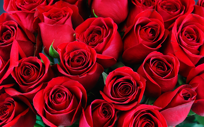 赤いバラを, 花束, 赤芽のバラ, ロマンス, 美しい花束