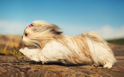 Shih Tzu, fluffy dog, flight, cute dog, 4k