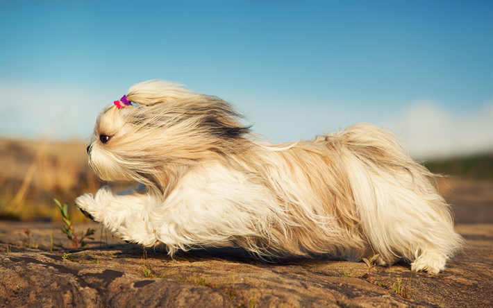 Shih Tzu, fluffy, el perro, el vuelo, lindo perro, 4k