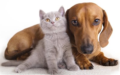 dachshund, british shorthair cat, 4k, friendship, puppy, kitten, pets, cats, dogs, cute animals