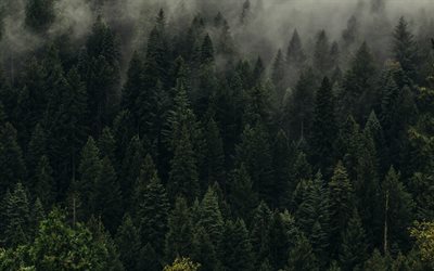 緑の森, 霧, 山, 緑の木々, タイガの森, ロシア