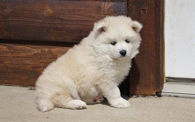 cute white puppy, Pomsky Puppies, furry little dog, cute animals