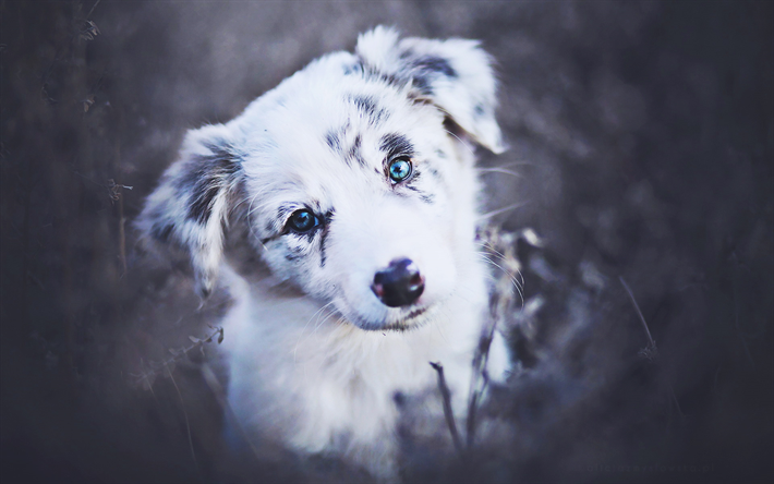 Aussie puppy, cute animals, dog with blue eyes, Australian Shepherd, pets, small Aussie, dogs, bokeh, Australian Shepherd Dog, puppy, Aussie Dog