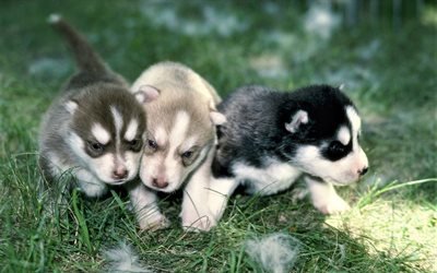 husky, les petits chiots, des chiens, des animaux mignons, des chiots dans l&#39;herbe, les animaux de compagnie