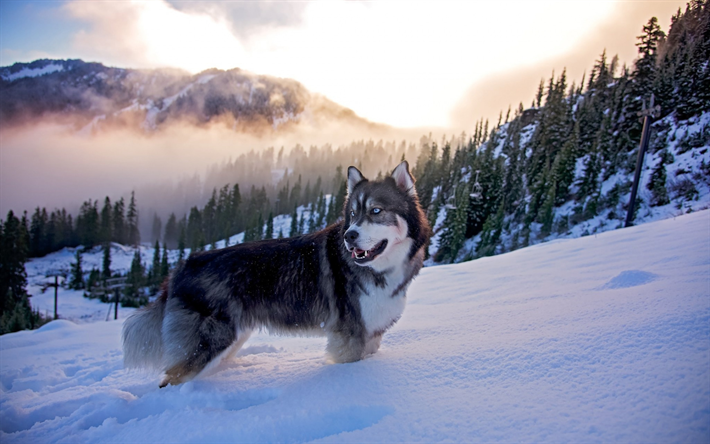 Alaskan Malamute, inverno, neve, montagne, tramonto, cani husky