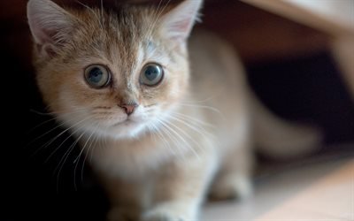 little cute kitty, beige little cat, big eyes, pets, cats