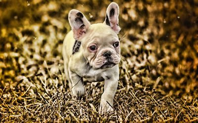 french bulldog, bokeh, dogs, autumn, close-up, white french bulldog, pets, cute animals, bulldogs, HDR
