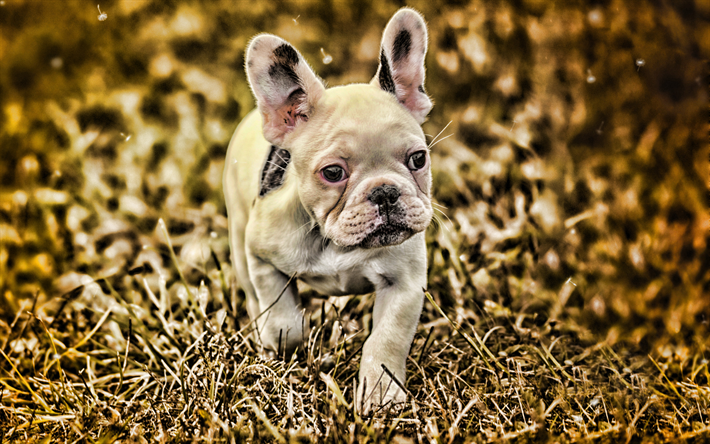 bulldog franc&#234;s, bokeh, cachorros, outono, close-up, branca de bulldog franc&#234;s, animais de estima&#231;&#227;o, animais fofos, bulldogs, HDR