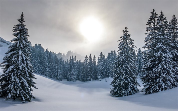 winter, mountains, snow, evening, sunset, winter landscape, forest, snowy trees
