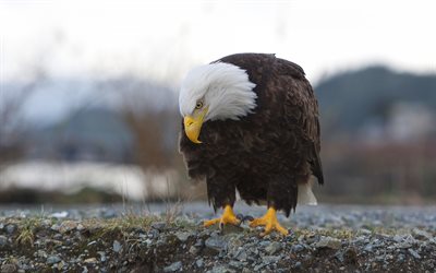 Bald eagle, winter, beautiful bird, bird of prey, Haliaeetus leucocephalus, Alaska, USA, eagle, USA symbol