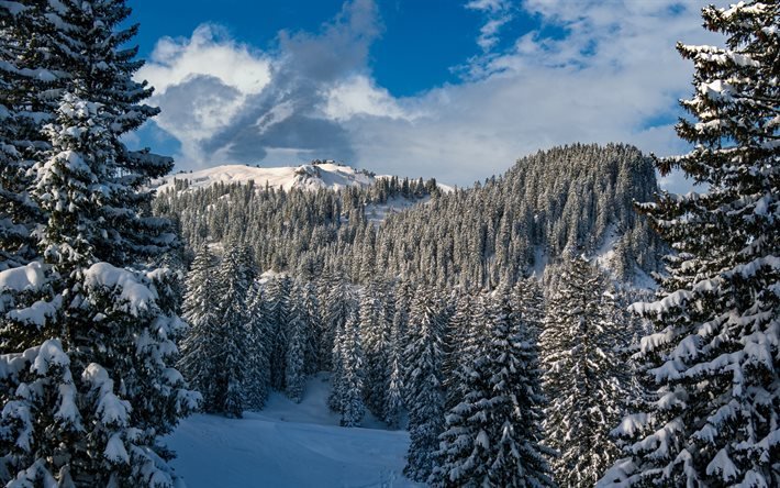 inverno, neve, floresta, montanhas, &#225;rvores cobertas de neve, montanhas cobertas de neve, paisagem de inverno