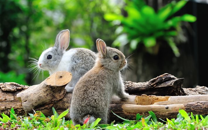 rabbits, cute animals, gray rabbits, forest, forest dwellers, little rabbits
