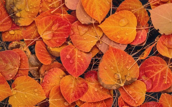 folhas de outono com gotas de &#225;gua, folhas amarelas, fundo de folhas de outono, fundo de folhas amarelas, fundo de outono
