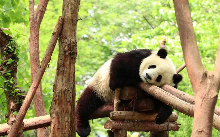trött panda, söta björnar, pandaer, sovande panda, trötta begrepp, vilda djur