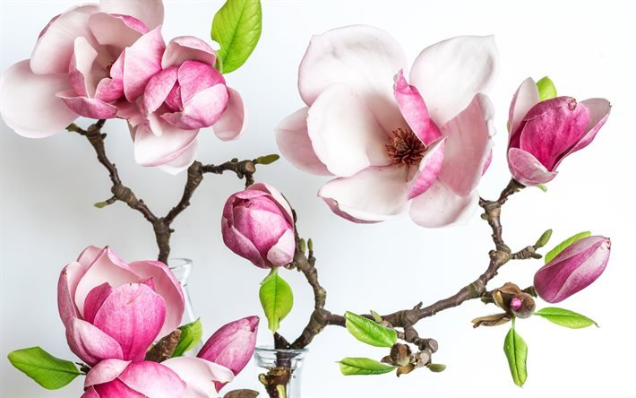 Magnolia, rosa blommor, rosa magnolia, v&#229;rblommor, bakgrund med magnolia