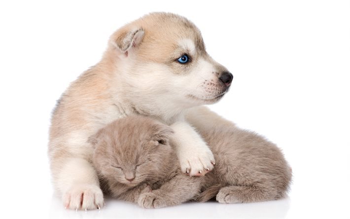 cat and dog, cute animals, kitten and puppy, Husky, Scottish kitten, Siberian Husky