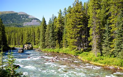 Athabasca River, 4k, Canada, mountain river, autumn, forest, national park Jasper, Alberta, mountains