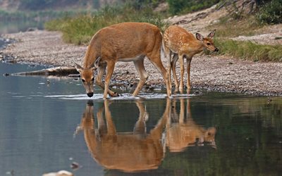 deer, wildlife, autumn, lake, forest inhabitants, white-tailed deer