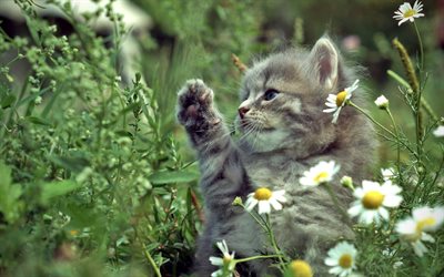 gatito gris, verde hierba, gatos, gato peque&#241;o, animales lindos