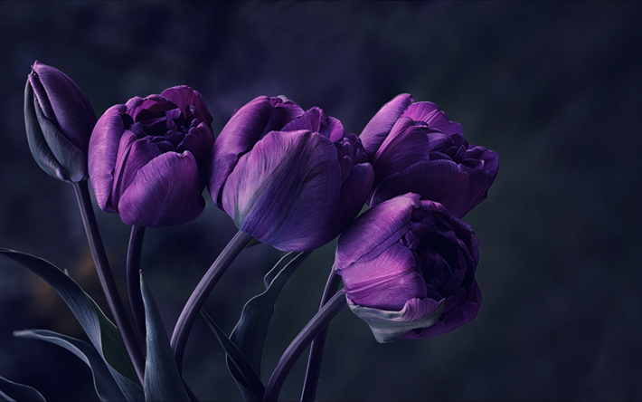 violetti tulppaanit, kauniita kukkia, tulppaanit, violetit kukat