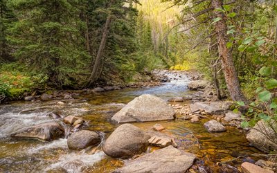 rio de montanha, floresta, outono, montanhas, O Parque Nacional De Banff, Rocky Mountain, Canada