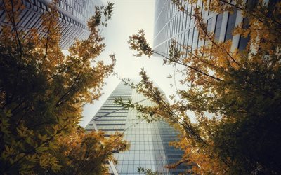 high-rise buildings, autumn, skyscrapers, bottom view, cityscape, modern architecture