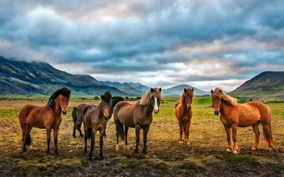 horse, mountains, herd of horses, wildlife, green field