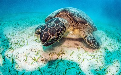 turtle, underwater world, large coral reef, ocean, save turtles