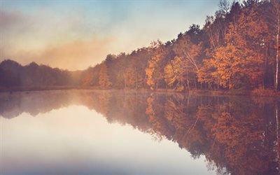 autunno, lago, nebbia, mattina, giallo, foresta, paesaggio