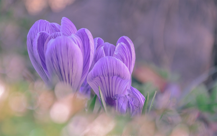 先生の授業も分かり易く楽, 野の花, 紫色の花, 草, 朝
