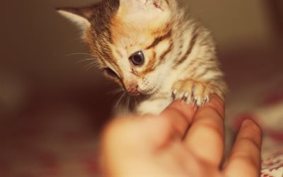 small kitten, ginger cat, kitten in hand, cute animals, pets
